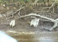 Zwei gefhrliche Grizzle Bren