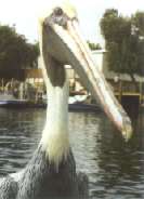 Hans W.Pelikan, Erfinder des gleichnamigen Fllfederhalters