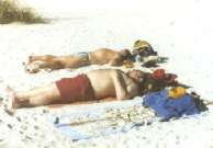 Tote Seehunde am Golf von Mexico
